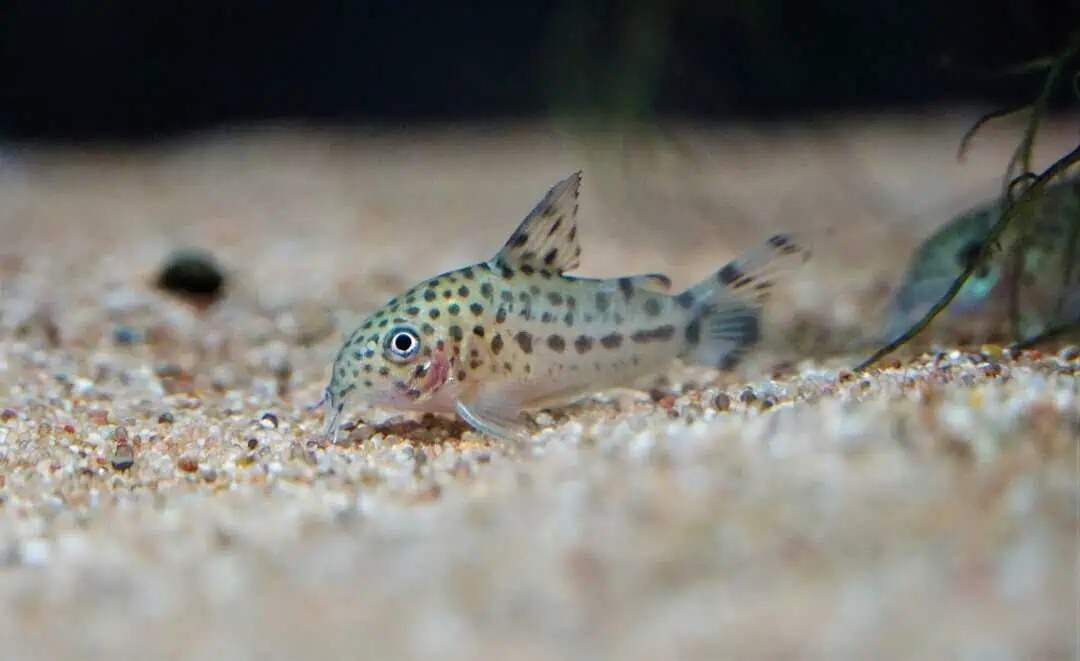 Corydoras knaacki - Knaacki`s Panzerwels CW32