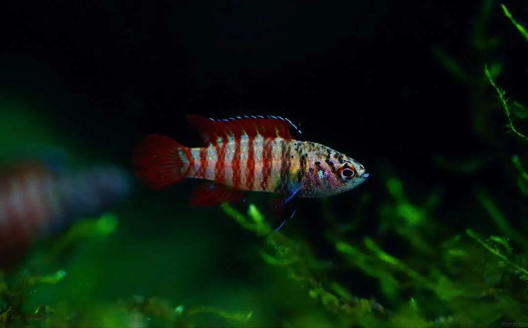 Dario sp. Myanmar - Black Tiger Dario WF