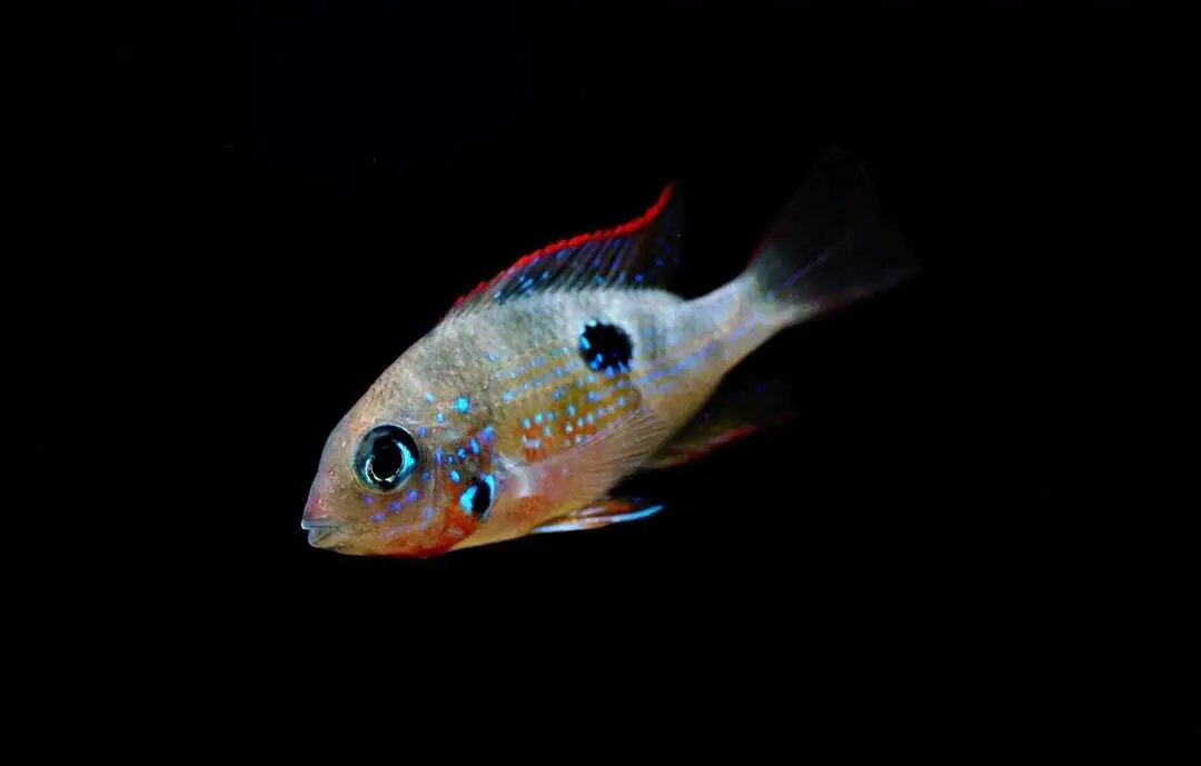Thorichthys ellioti - Elliots Buntbarsch