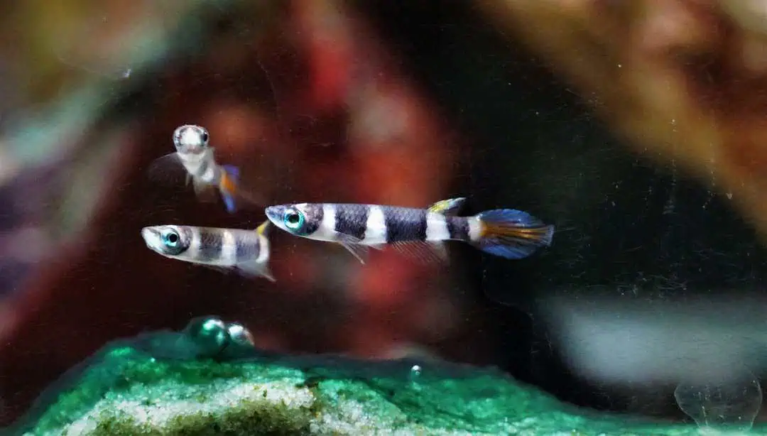 Epiplatys Annulatus - Ringelhechtling WF