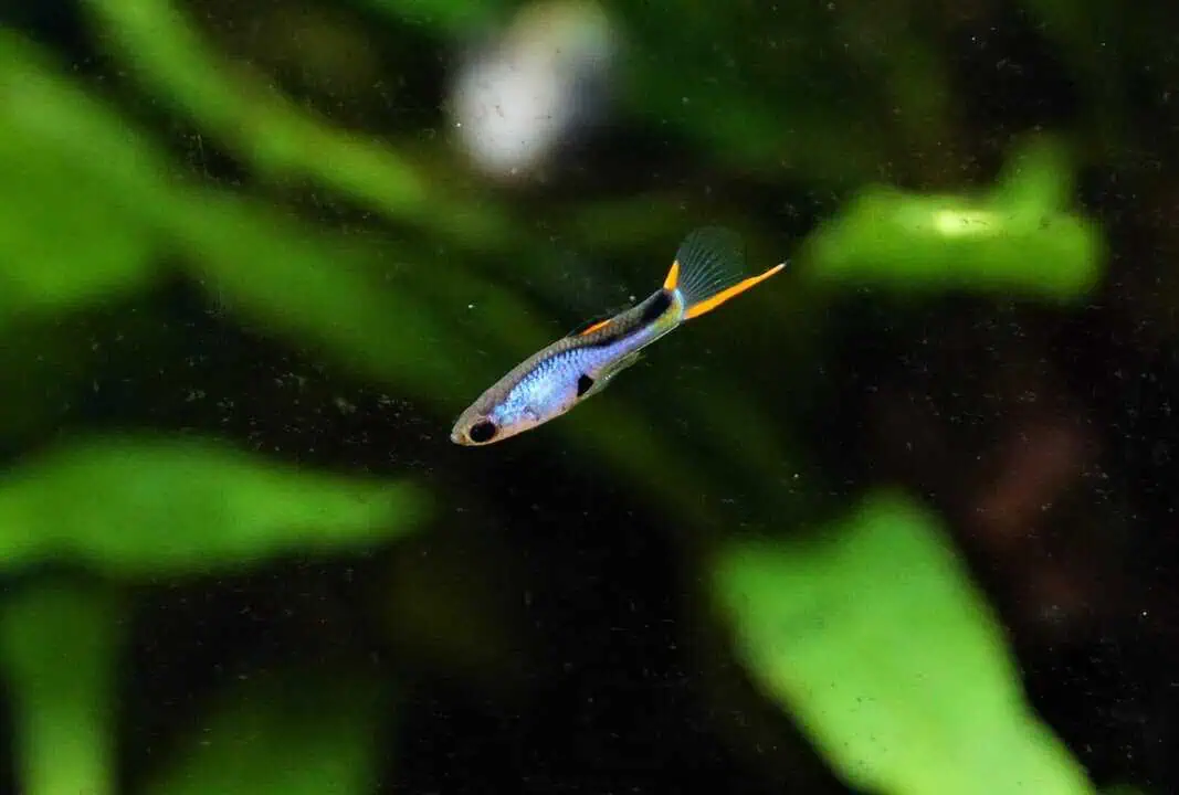 Guppy "El Silverado"