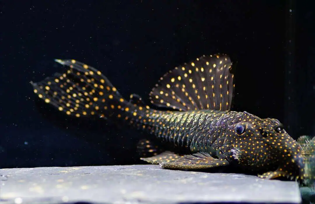 L29 Leporacanthicus galaxias - Milchstraßen Rüsselzahnwels XL 12-15cm