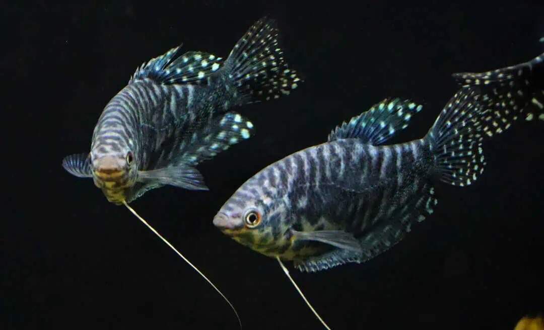 Trichogaster trichopterus - Marmorfadenfisch