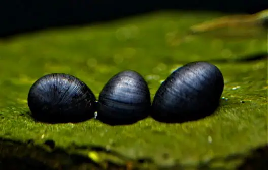 Neritina pulligera - Anthrazit Napfschnecke, Stahlhelmschnecke