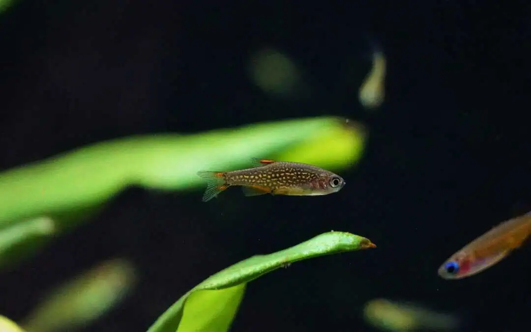 Danio margaritatus - Perlhuhnbärbling