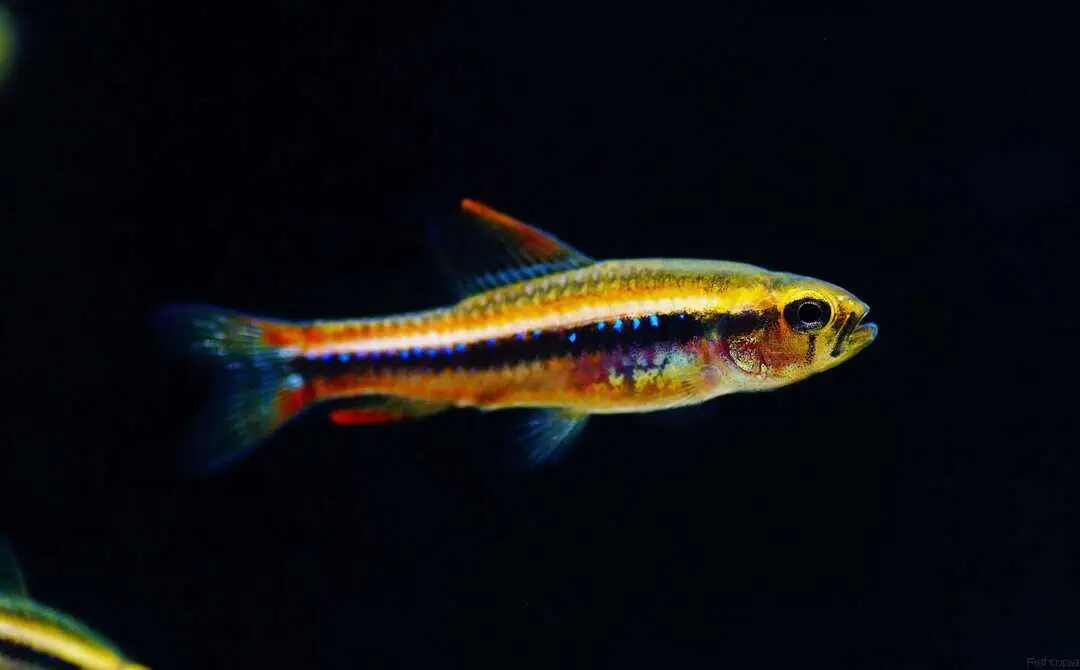 Poecilocharax weitzmani - Weitzmans Raubsalmler