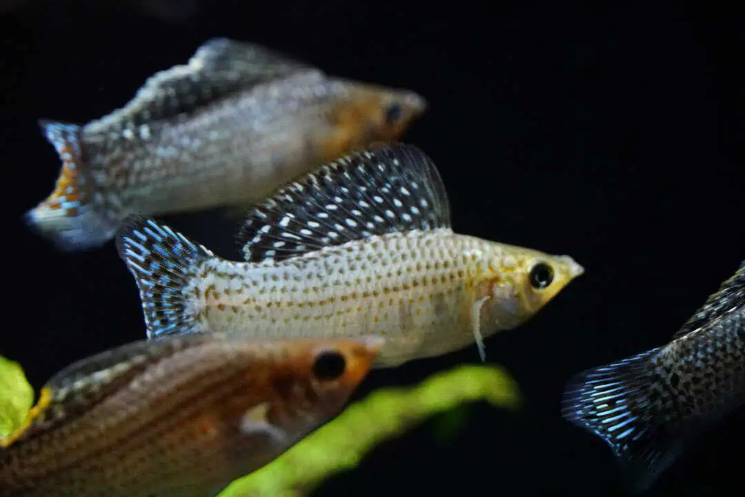 Poecilia latipinna mix - Segelkärpfling