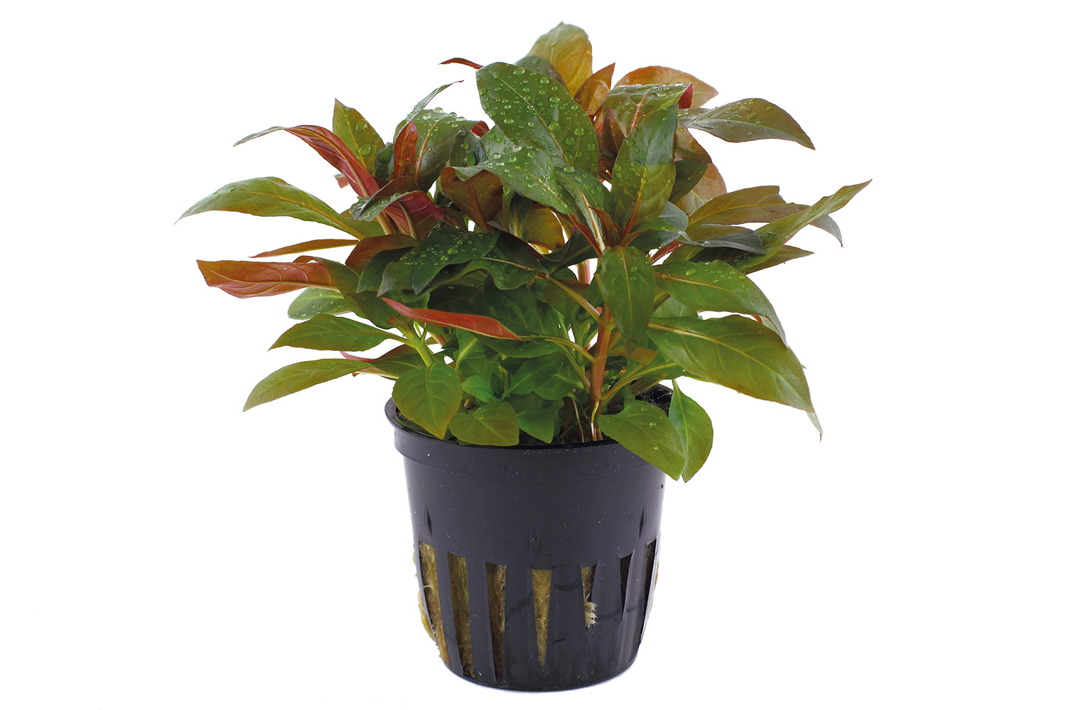 Ludwigia glandulosa – Drüsige Ludwigie – Bild 2