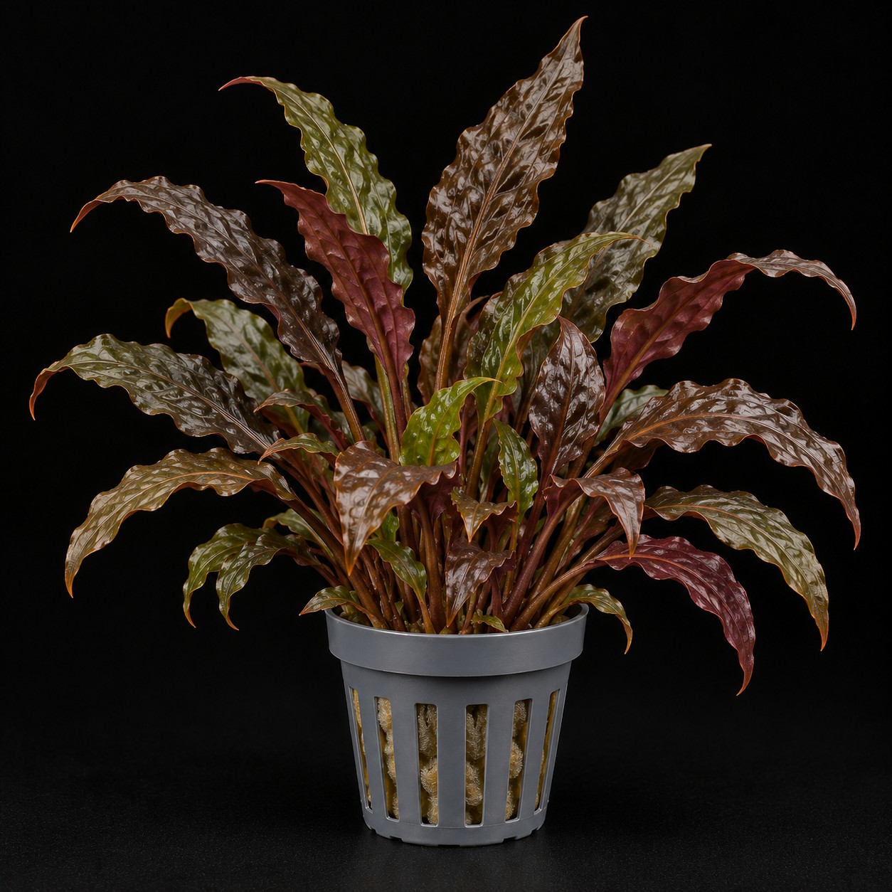 Cryptocoryne wendtii Tropica