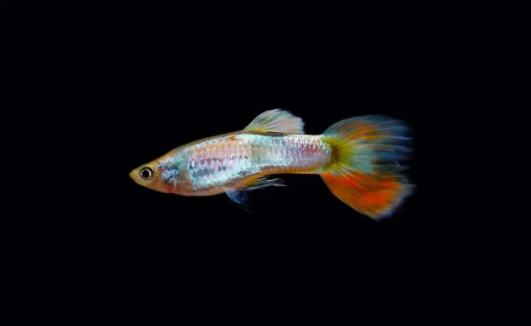 Poecilia reticulata - Guppy Mix