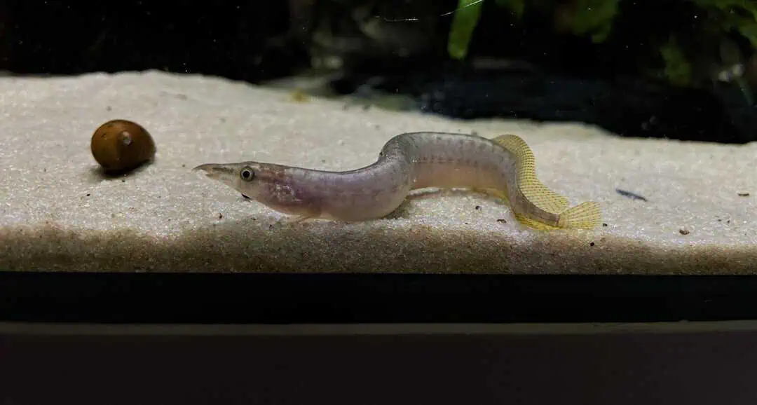 Macrognathus Pancalus - Indischer Zwergstachelaal WF