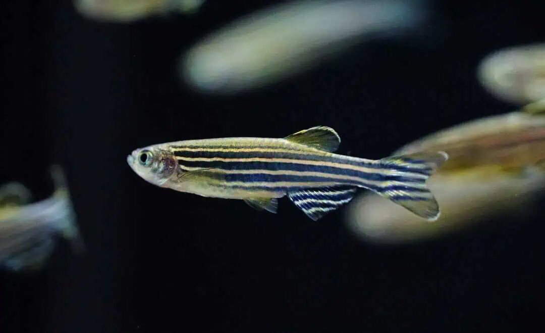 Brachydanio Rerio - Zebrabärbling