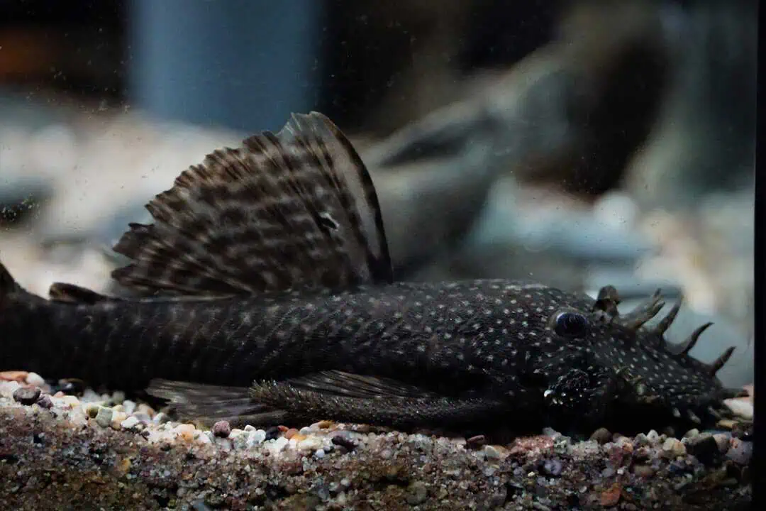 Ancistrus sp. - Antennenwels 9 -12 cm