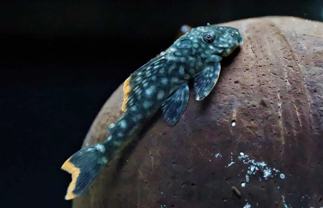 L106 Guyanancistrus guahiborum - Orinoko Guyanaharnischwels 6-8cm WF