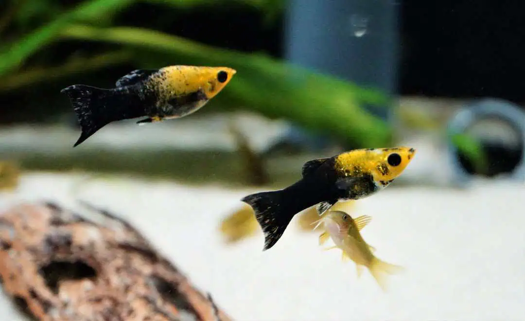 Poecilia sphenops Gold Dust - Goldpuder Molly