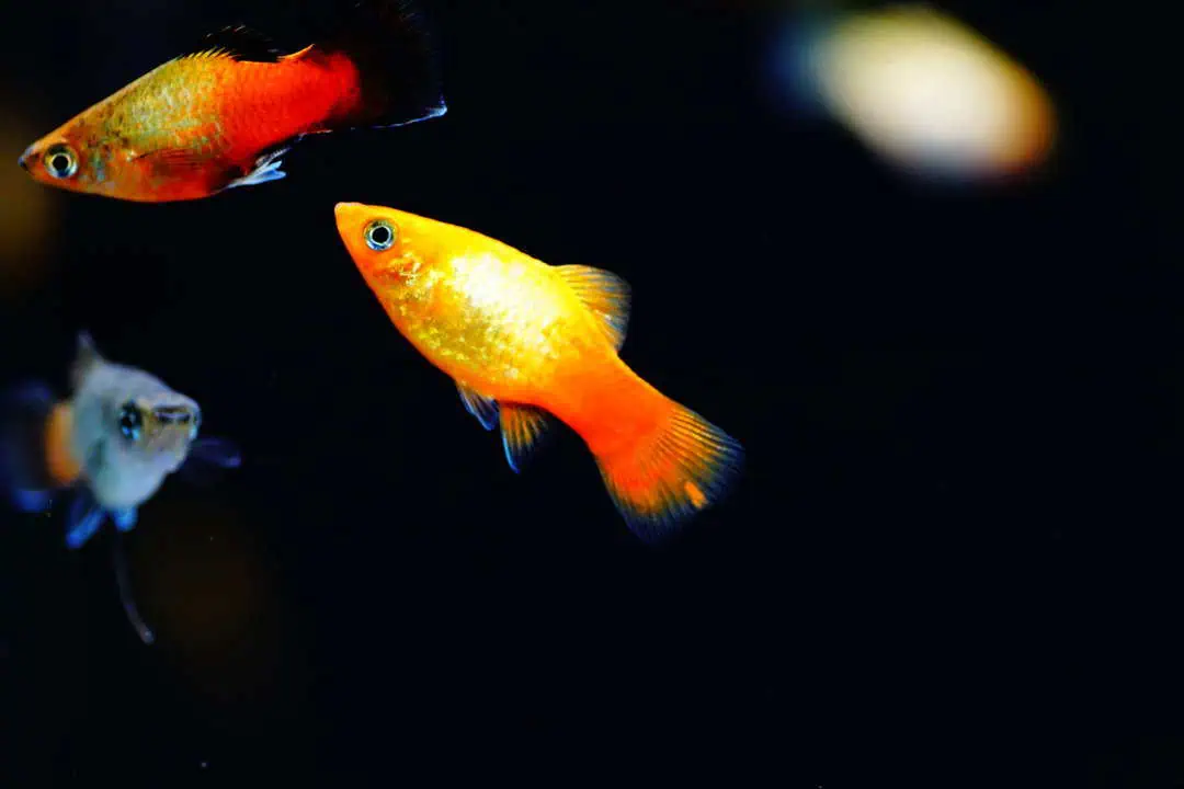 Xiphophorus maculatus - Mix Platy