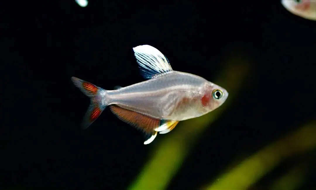 Hyphessobrycon rosaceus Whitefin - Weißflossen Schmucksalmler