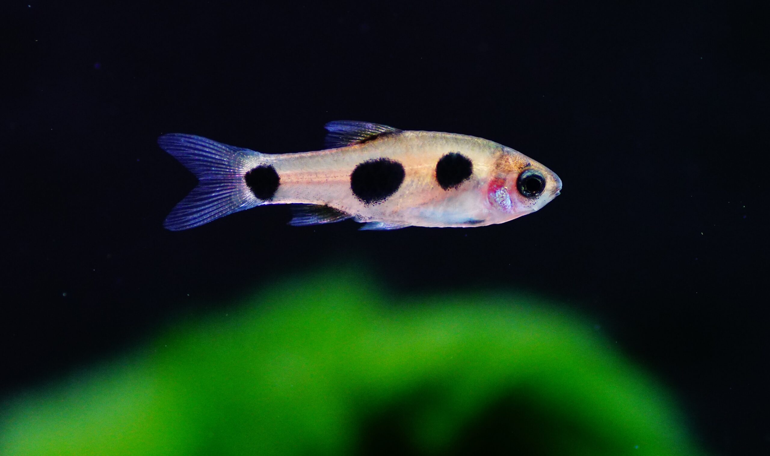 Trigonostigma heteromorpha blue - Keilfleckbarbe - Fishtopia