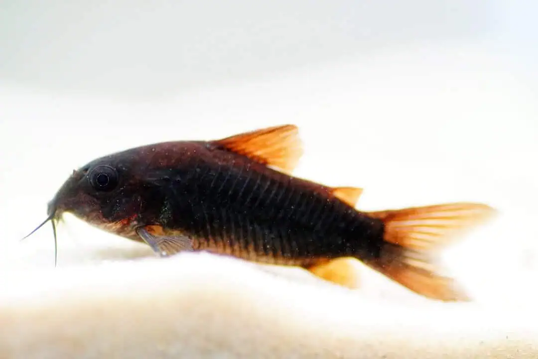 Corydoras aeneus venezuela Black -Schwarzer Metallpanzerwels