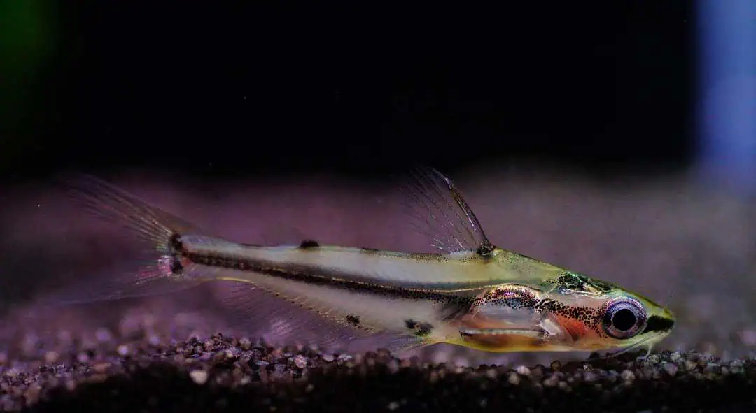 Hyalobagrus Ornatus - Schmucklinien Zwergstachelwels