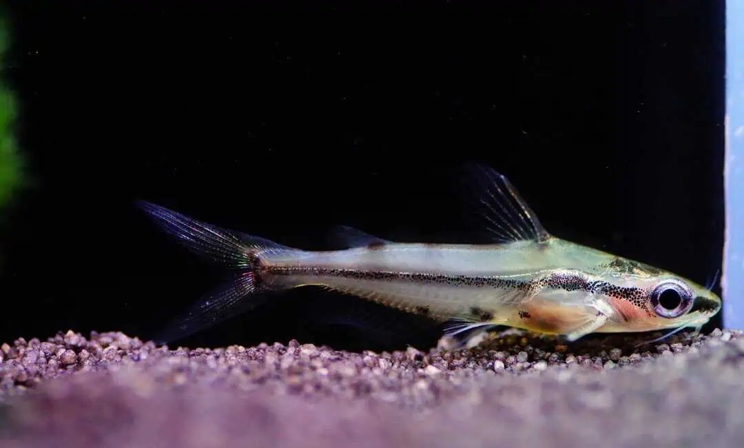 Hyalobagrus flavus - Schmucklinien Zwergstachelwels