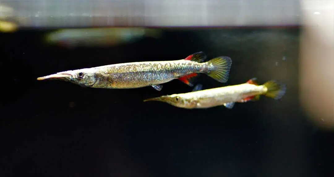 Dermogenys Pusilla ALBINO - Kampf Halbschnäbler