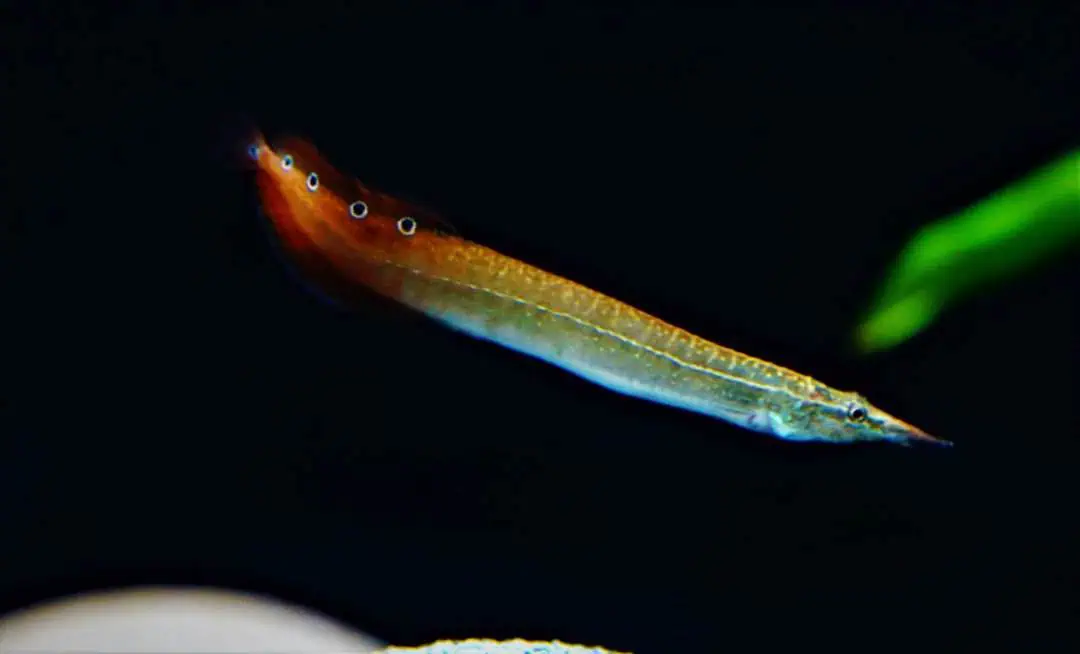 Macrognathus aculeatus - Augenfleck Stachelaal