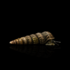 Turmdeckelschnecke