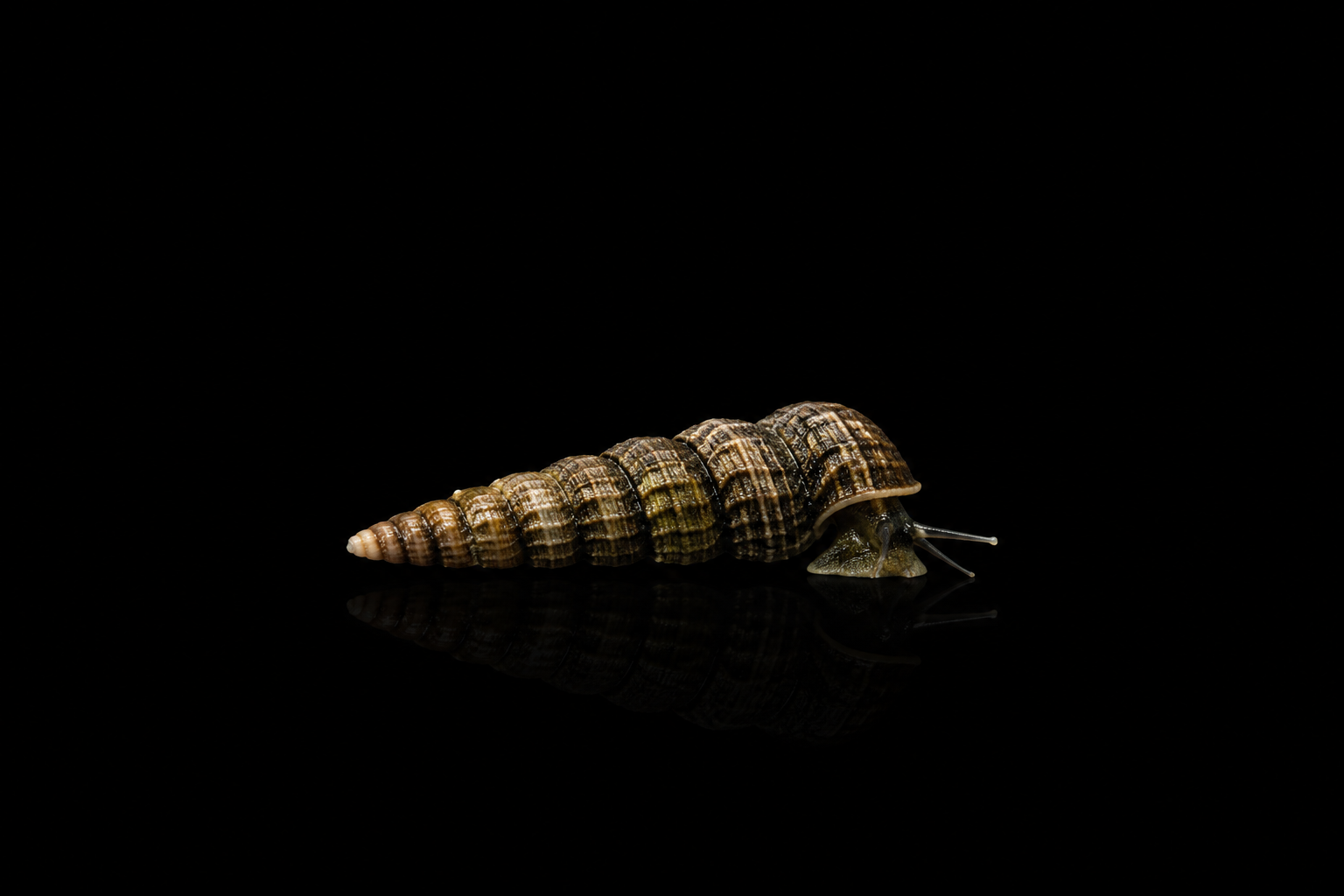 Turmdeckelschnecke