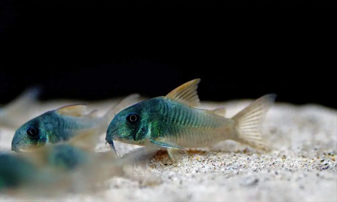 Corydoras concolor - Einfarbiger Panzerwels
