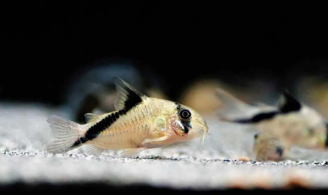 Corydoras Melini - Kopfbinden Panzerwels