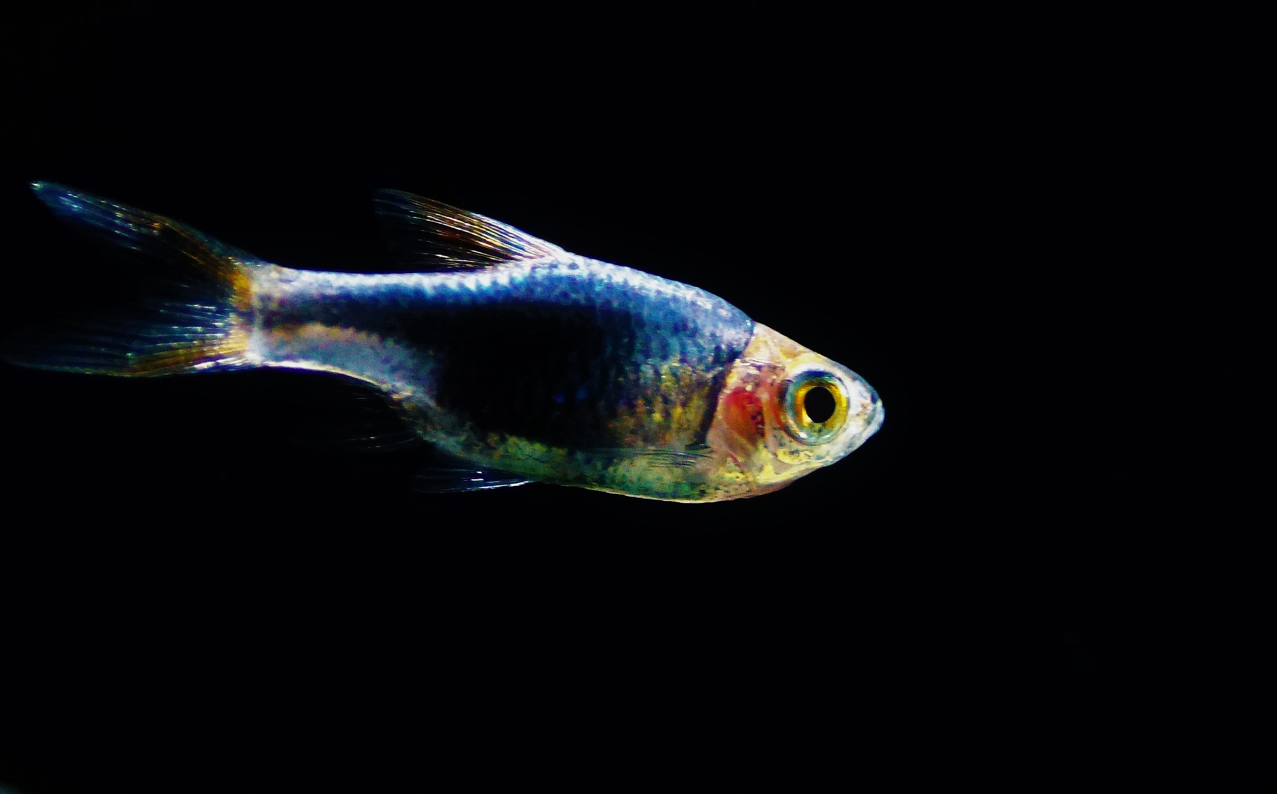 Trigonostigma heteromorpha blue - Keilfleckbarbe - Fishtopia