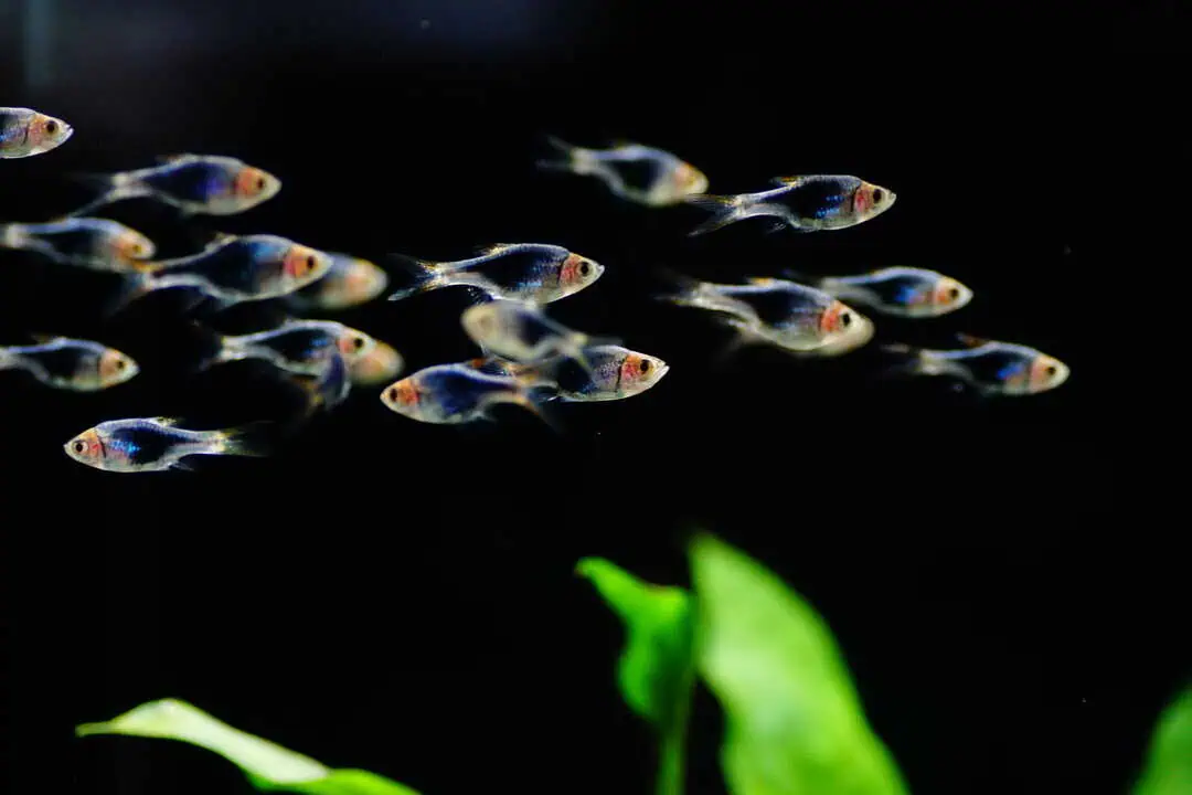 Trigonostigma heteromorpha blue - Keilfleckbarbe