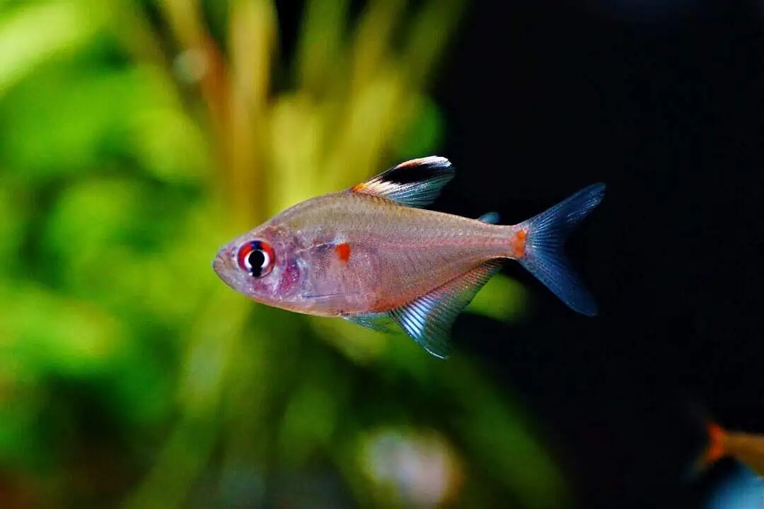 Hyphessobrycon erythrostigma - Kirschfleck Salmler