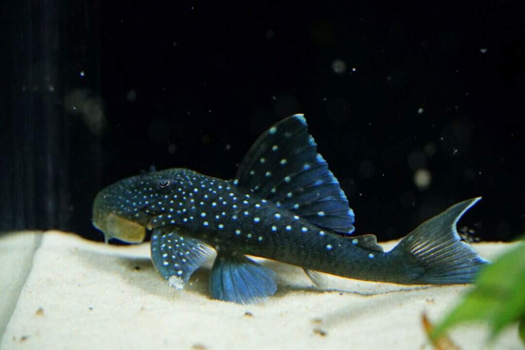 L128 Hemiancistrus spec - Blauer Phantomwels – Bild 2