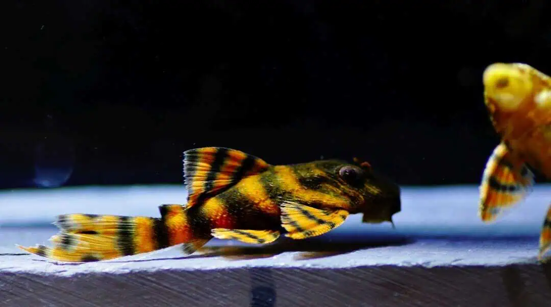 L397 Panaqolus sp. - Alenquer Tiger Harnischwels