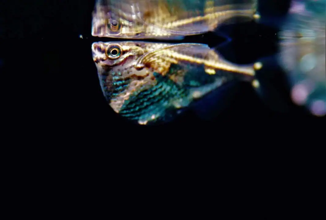 Carnegiella strigata - Marmorierter Beilbauch