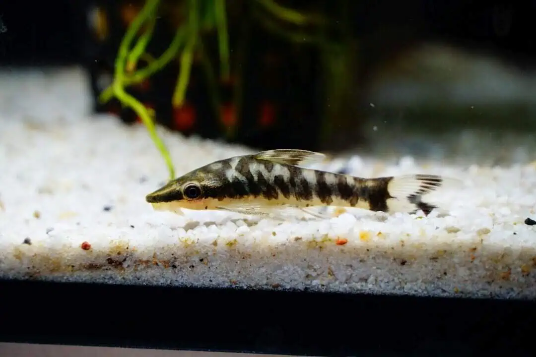 Otocinclus cocama - Zebra Otocinclus