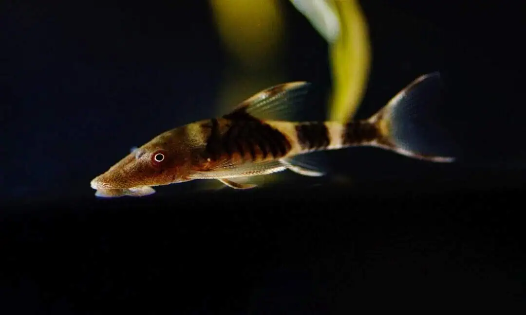 Nannoptopoma sp. Peru - Oranger Zwergharnischwels