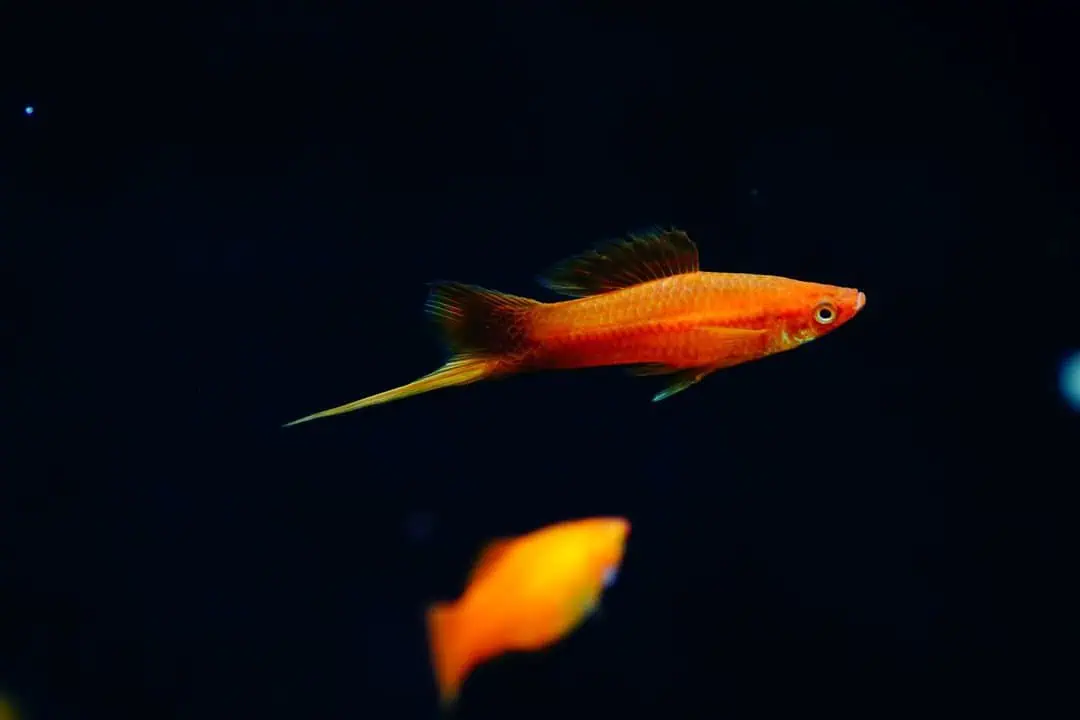 Xiphophorus helleri "Orange" - Oranger Schwertträger