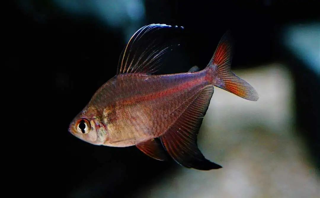 Hyphessobrycon jackrobertsi - Sichelsalmler
