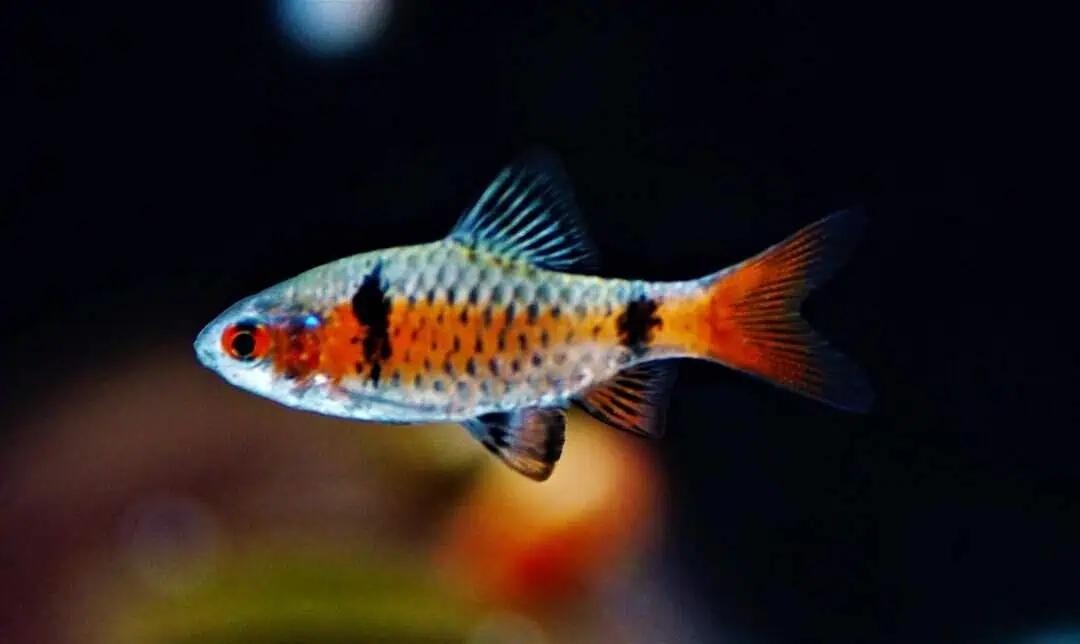 Puntius ticto - Rubinbarbe, Odessabarbe