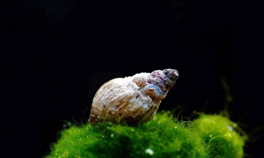 Melanoides tuberculata - Turmdeckelschnecke TDS
