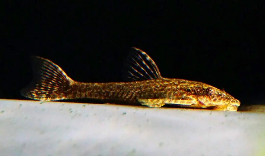 Otocinclus negros - Brauner Ohrgitterharnischwels
