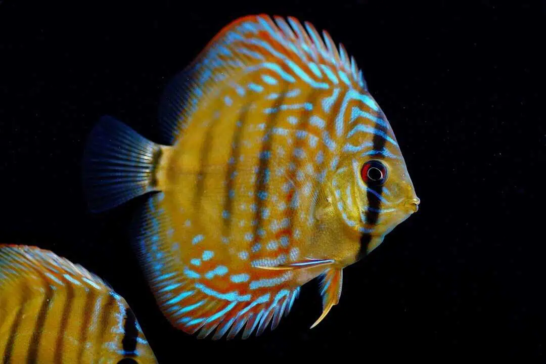 Symphysodon aequifasciatus - Cuipeua Royal Diskus DNZ 7/8cm