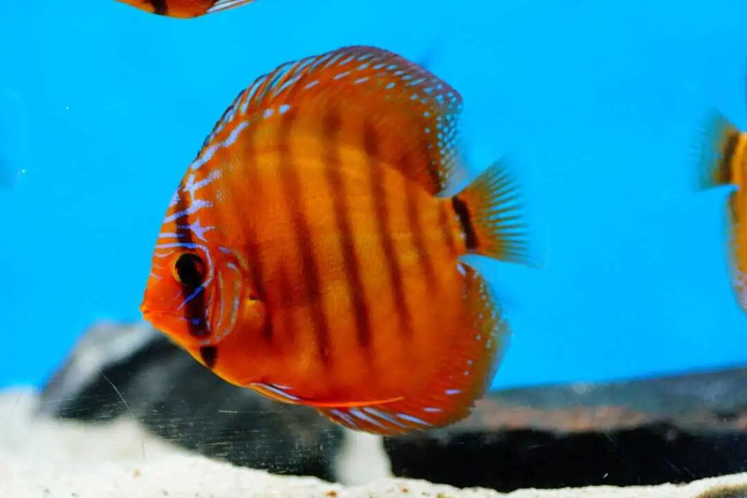 Symphysodon aequifasciatus - Cuipeua Royal Diskus DNZ 12cm