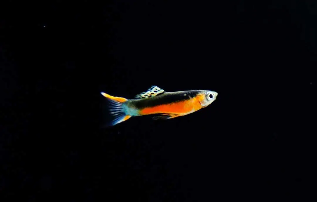 Guppy "Santa Maria"