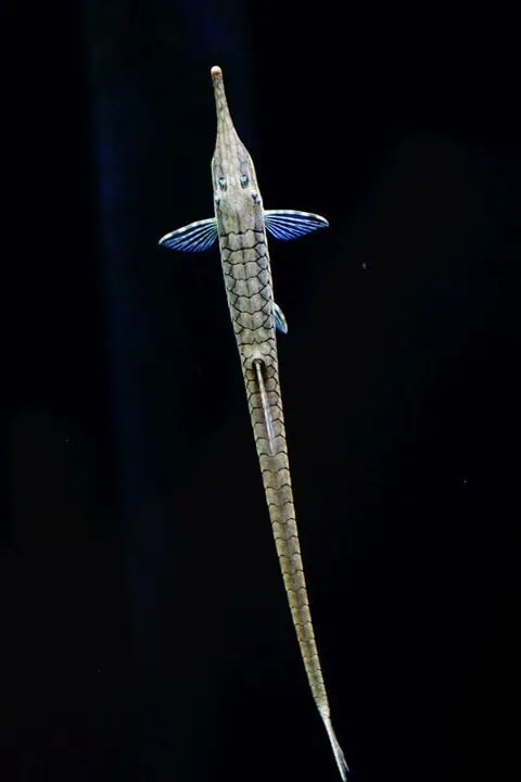 Farlowella acus - Gemeiner Nadelwels 8cm