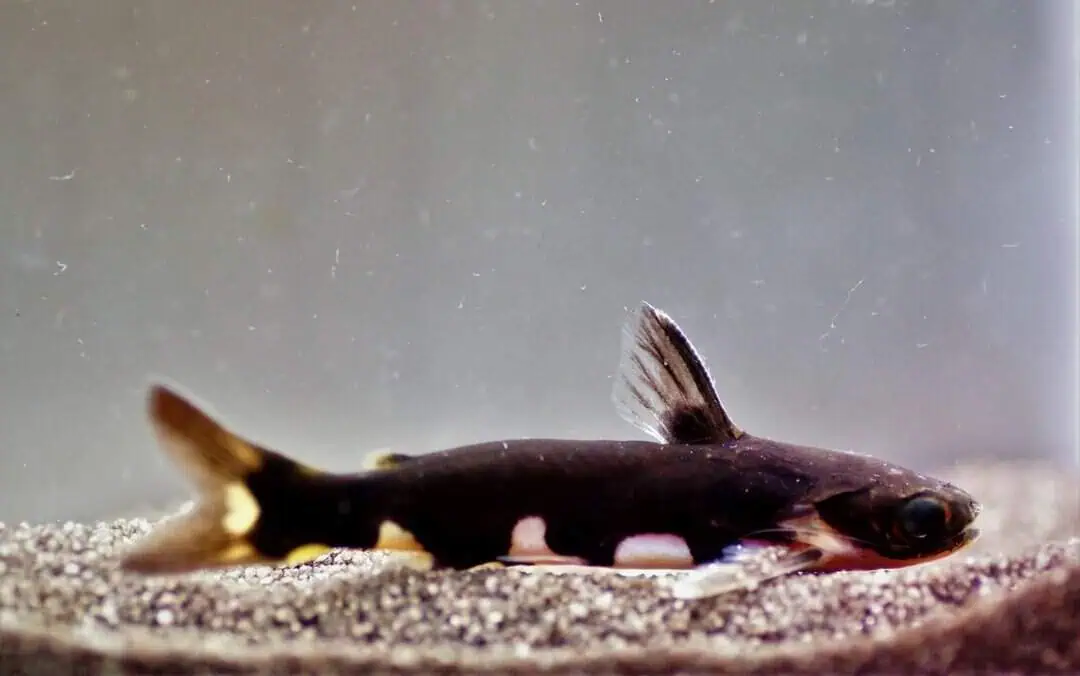 Tatia Musaica - Orca Wels 6-7cm