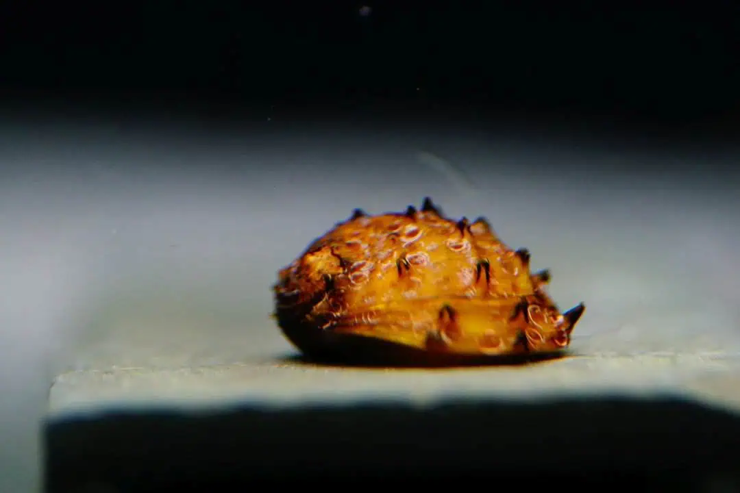 Neritina juttingae - Stachelige Algenrennschnecke